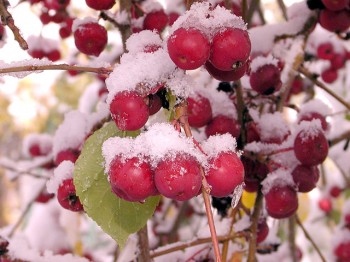 Холодне привітання