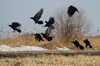 Воронячий фокстрот