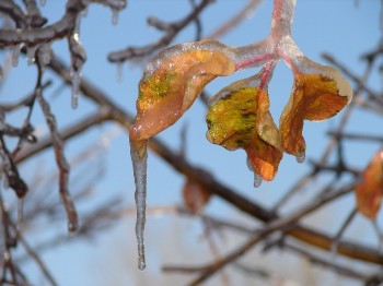 ОСТАННІЙ ОСІННІЙ ДОЩ