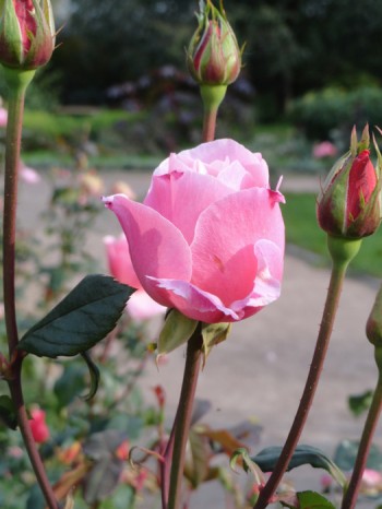 Трояндові сни