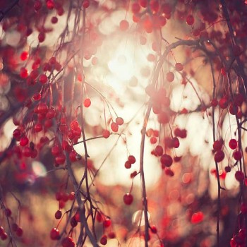 КАЛИНОВІ ПЕРЕДЧУТТЯ