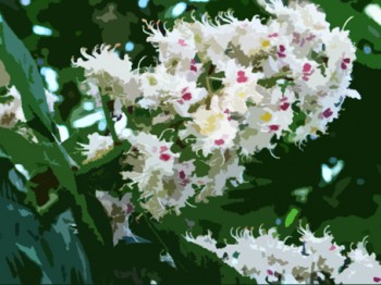 Цвітуть каштани