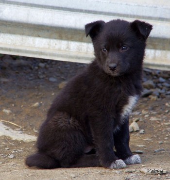 Уроки цуценяти