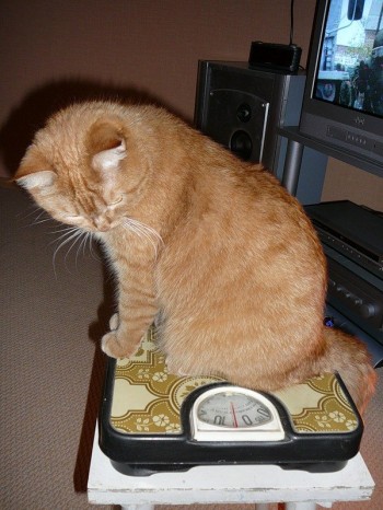 Монолог кота