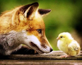 Була собі ялинка