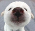 Какой он,  настоящий эскимосский поцелуй?