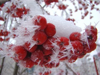 ПАМОРОЗЬ НІЖНОСТІ