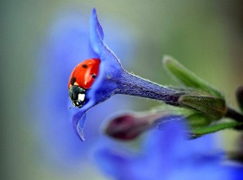 Колисанка для сонечка