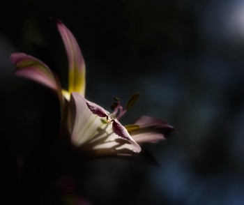 По закутках ходила тиша