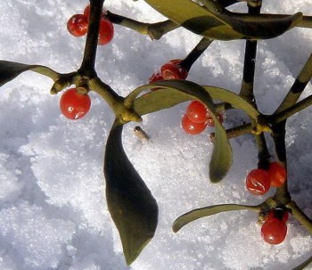 Засніжений етюд