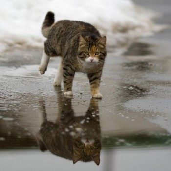 Нахаба в калюжі