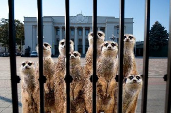 Замовляння на щастя