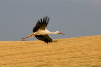 Страва із мрії