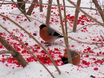 Горобина в снігу