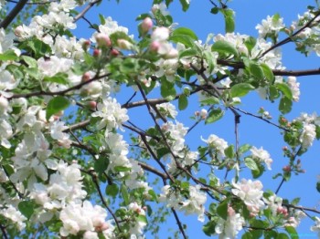 Ти наснишся мені ніжним сном яблуневого цвіту...