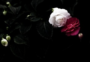 Кривавий матч