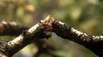 Суперечності