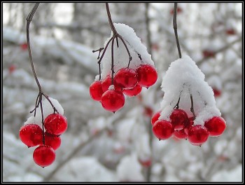 Звабливо цілував