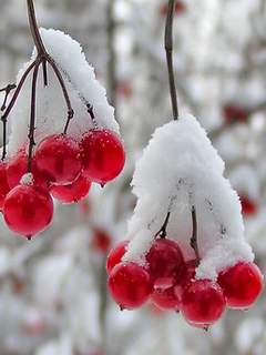 Серце матері