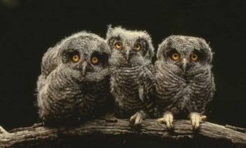 Колисанка для совенят