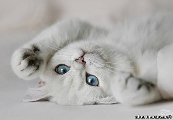 Зимові акварелі