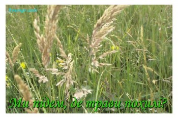 За похилими травами