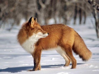 Пісня весняного лиса