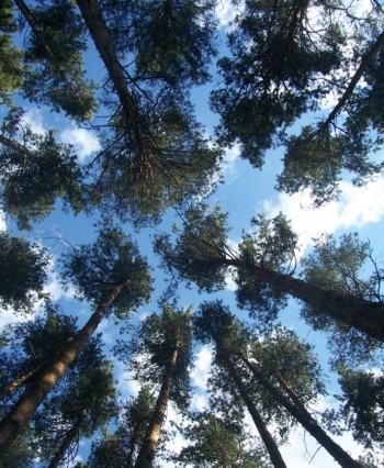 НЕБО В ТОПОЛЯХ