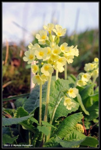Я до тебе злину, весно