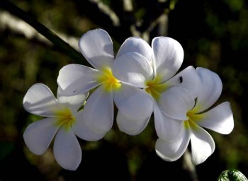 Біла орхідея