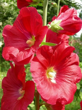 Згубні мрії