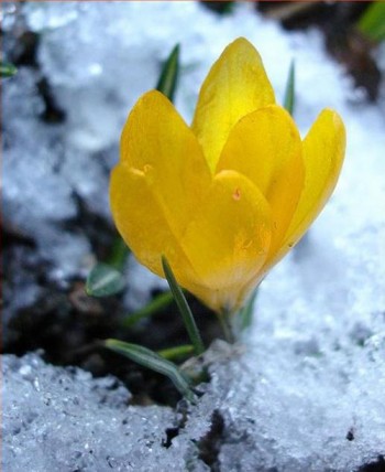 Жінки, мистецтво і вино...
