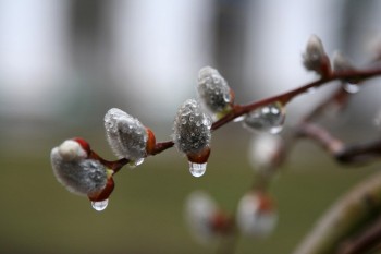 Плач весняної ночі