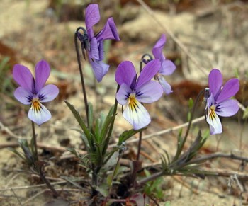 Зозулин квітничок