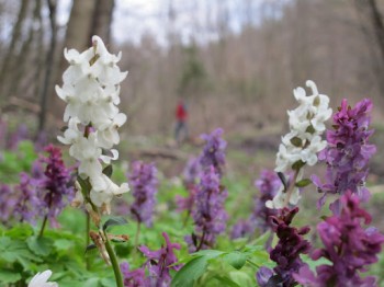 У березневому ліску