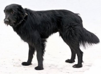 Чорний асистент