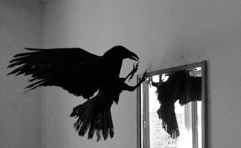 Прапороносець