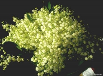 СРІБЛО НІЧНИХ КОНВАЛІЙ