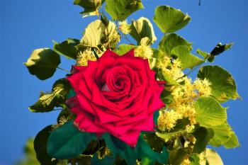 Сердце розы и липовый цвет!