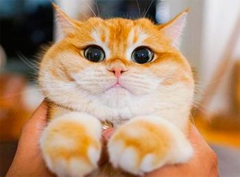 Світлові явища. Джерела та приймачі світла. Швидкість поширення світла