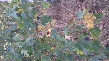 Не золота осінь