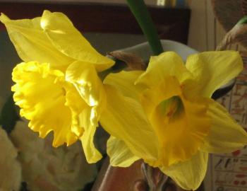 Про Америку