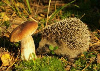 Останній їжаковий гриб