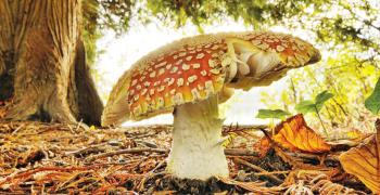 Казкова ода мухомору