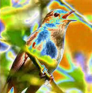 Горобець та Голубець