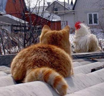 Світанковий етюд