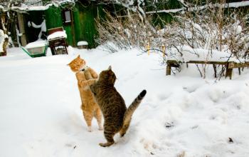 Монолог кота, власника стежки