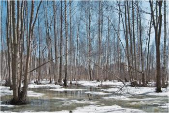 Чому лютуєш, мила зимо?