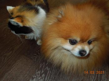 Любимец шпиц