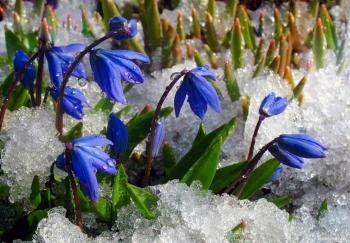 Первоцвітів стривожені сни